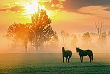 Two Horses In Misty Sunrise_28026